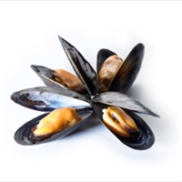 Mussels